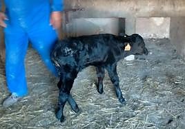 Luis le da el biberón al ternero en el interior de la nave