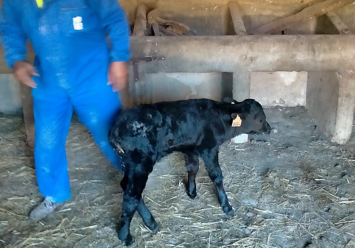Luis le da el biberón al ternero en el interior de la nave