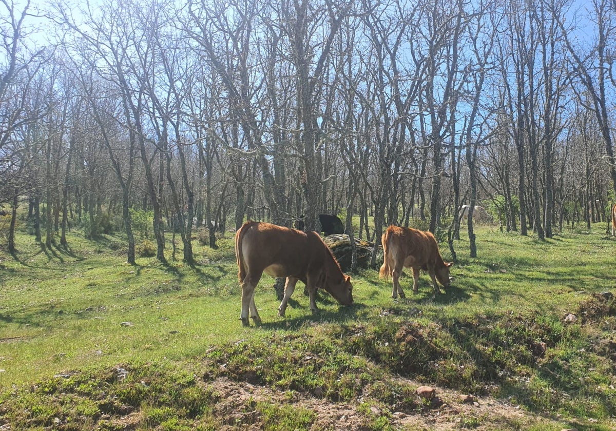 Vacas en una finca de Salamanca