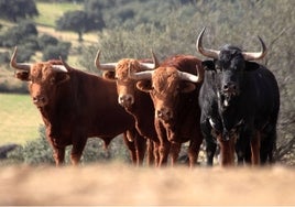 Toros de El Pilar en la finca de El Puerto de la Calderilla.