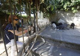 Una mujer fotografía a unos gatos callejeros.