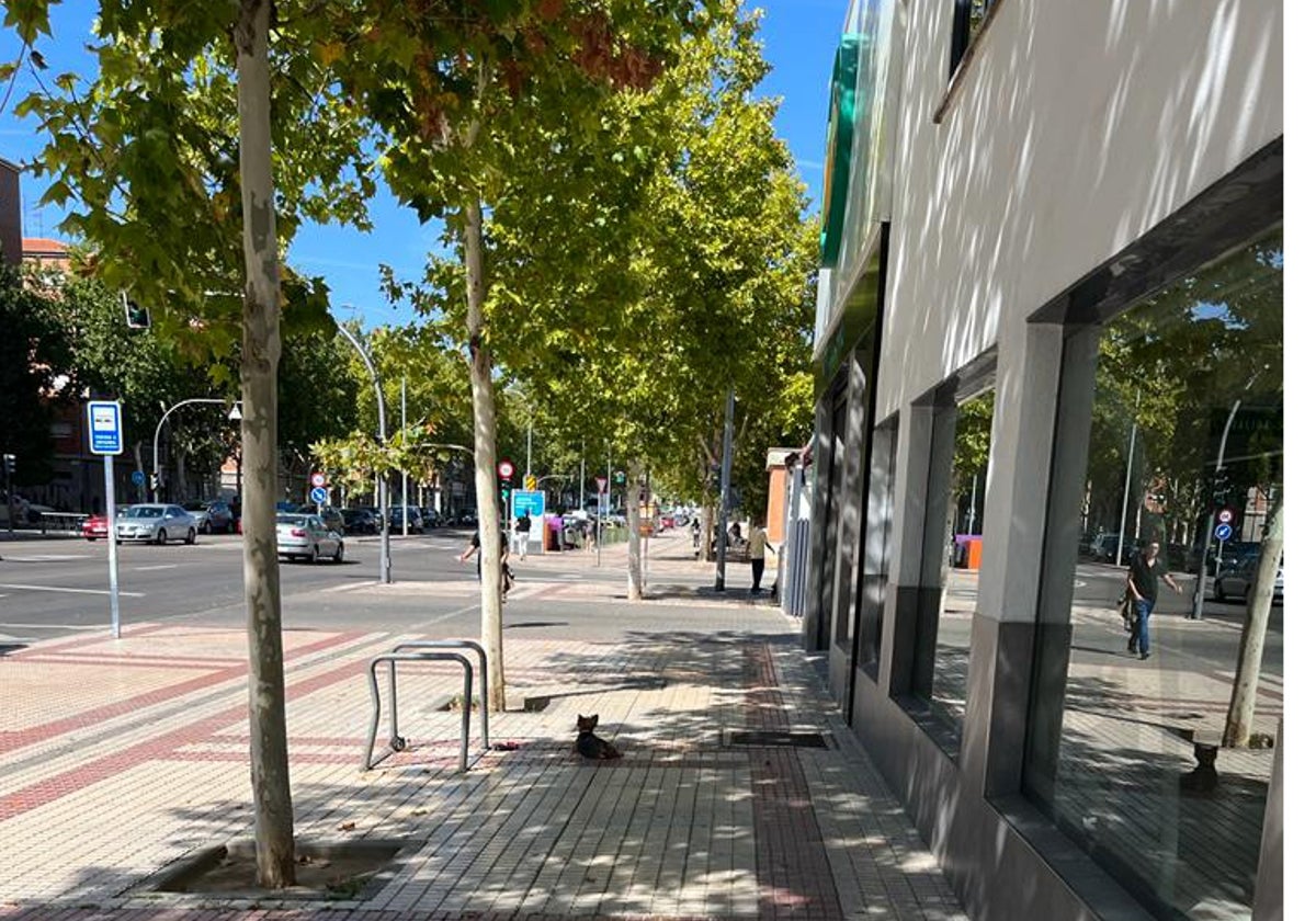 Un perro atado a la puerta de un supermercado de Salamanca.