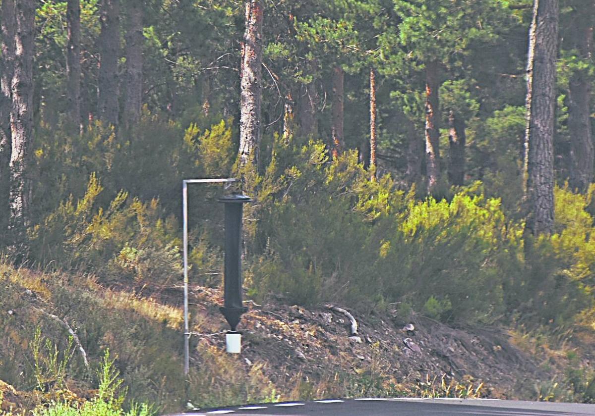 Trampa para la detección del nematodo instalada en un pinar de la Sierra de Francia