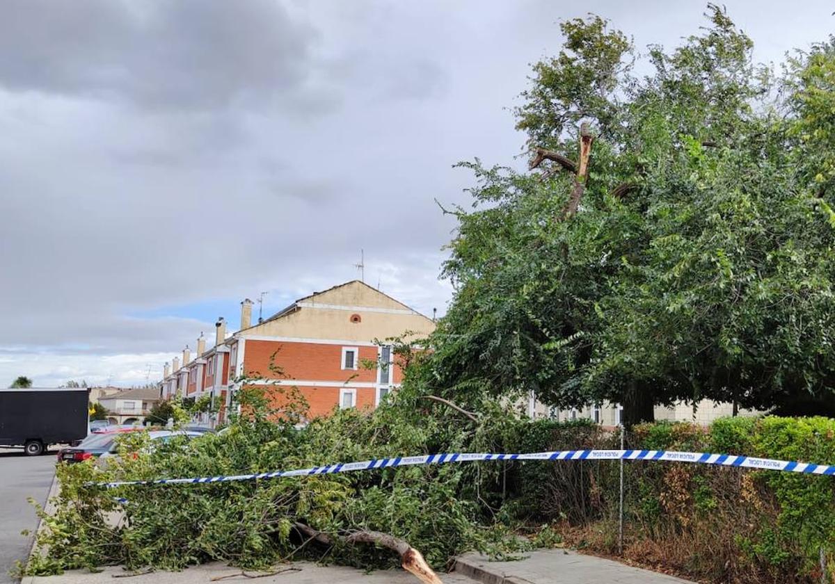 Árbol caído cerca de la Escuela de Idiomas de Santa Marta