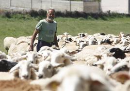 El ganadero Juan José Benéitez, con sus ovejas.