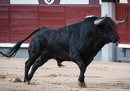 Valentón, de Domingo Hernández, premiado con la vuelta al ruedo el 12 de mayo en Las Ventas.