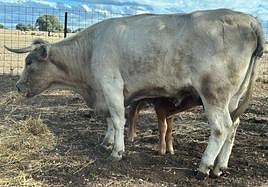 Un ternero intenta mamar de su madre, enferma de EHE y que lleva más de 10 días sin apenas comer.