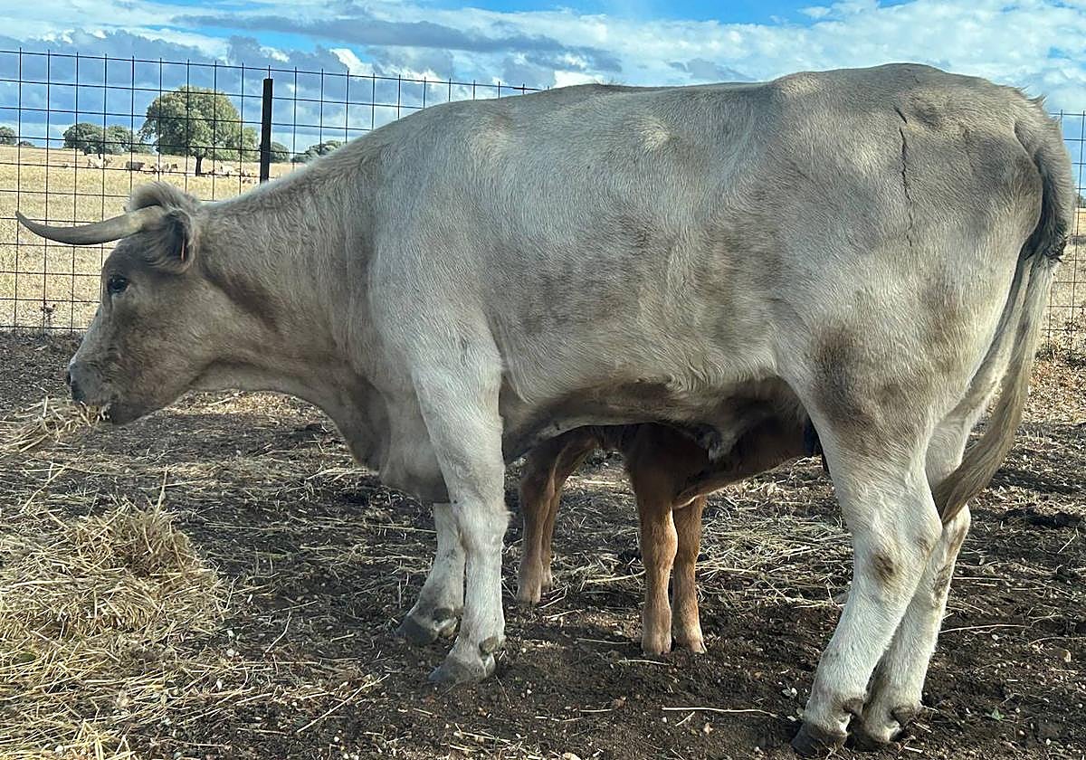 Un ternero intenta mamar de su madre, enferma de EHE y que lleva más de 10 días sin apenas comer.