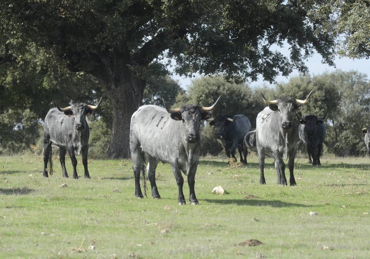 Vacas moruchas en la dehesa charra.