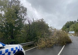 Imagen del árbol caído en la carretera de Ciudad Rodrigo en Béjar.