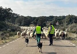 Rebaño de ovejas de regreso a la explotación en una zona próxima al embalse de Almendra.