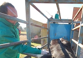 Un veterinario, en el saneamiento ganadero.