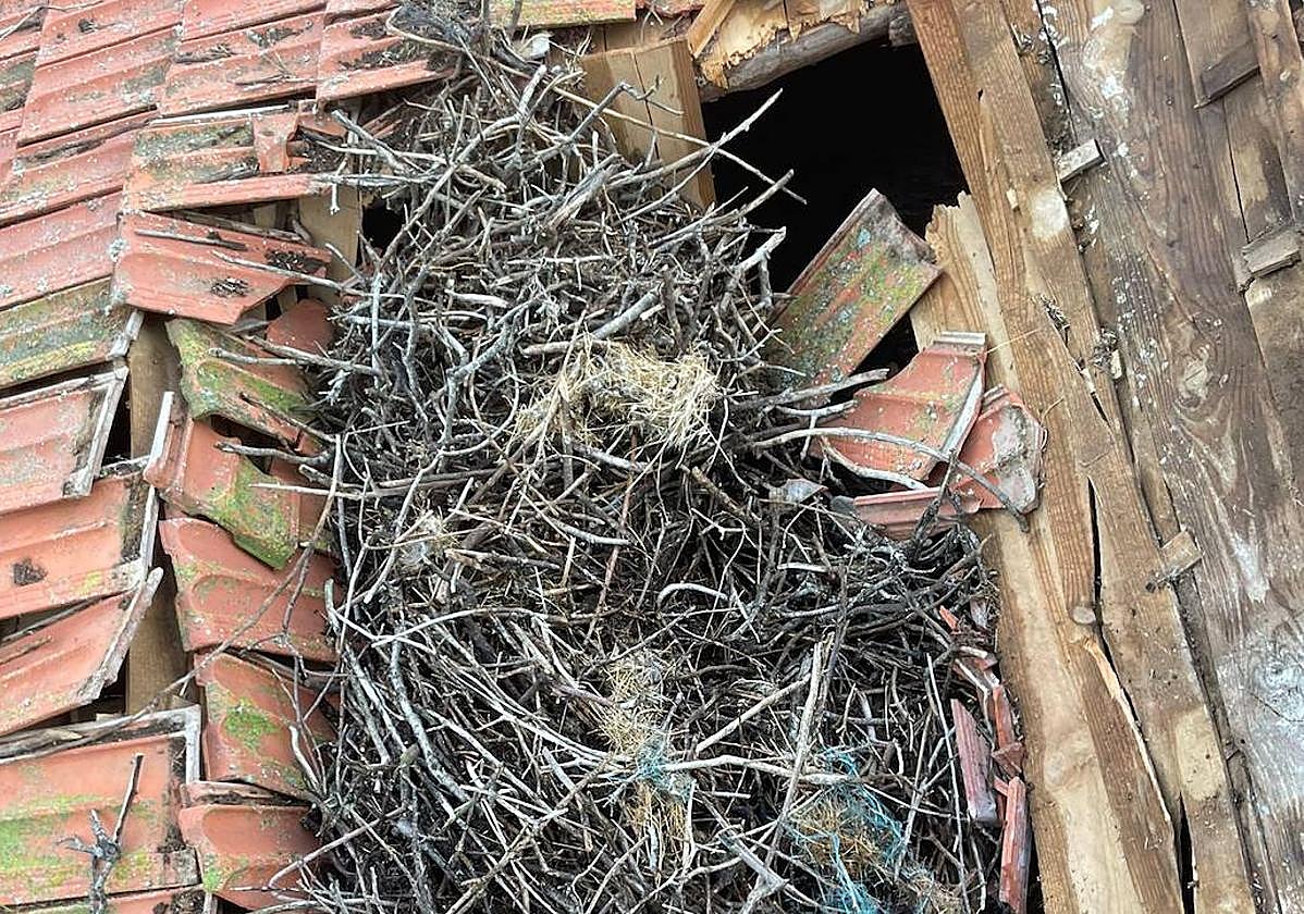 Imagen del nido en la cubierta de la iglesia.
