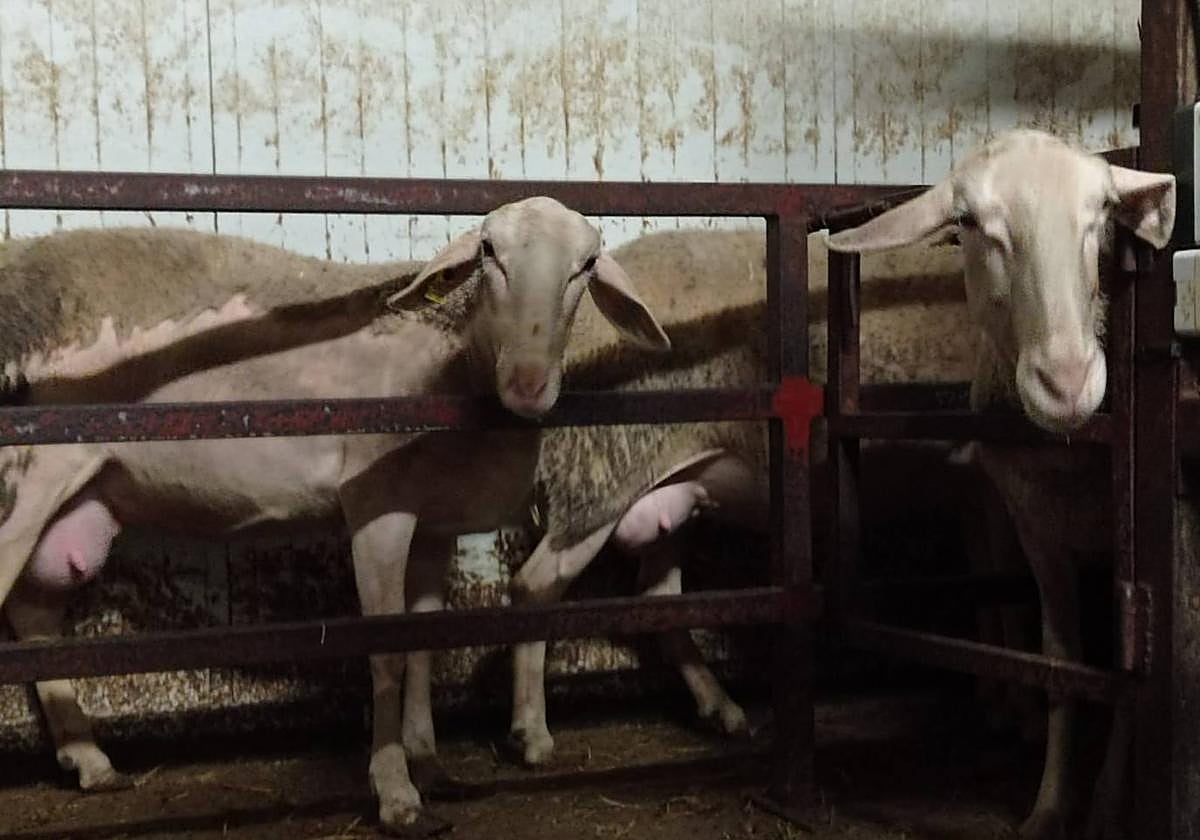 Una imagen de ganado ovino.