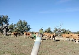 Vacas de una de las explotaciones afectadas por la enfermad hemorrágica.