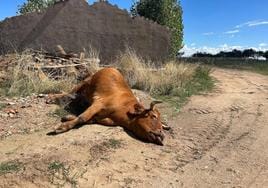 Vaca muerta como consecuencia de la enfermedad hemorrágica epizoótica