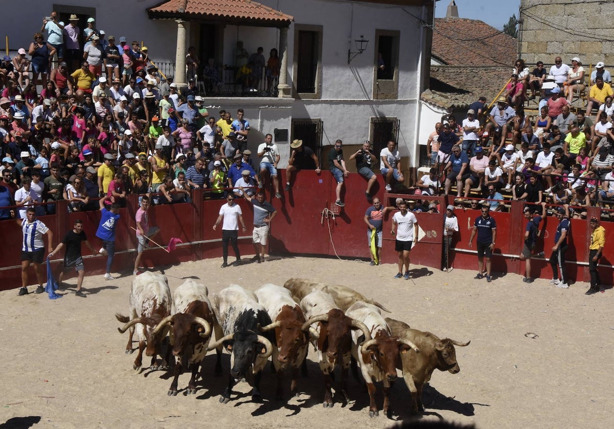 Bueyes municipales durante uno de los encierros tradicionales de Fuenteguinaldo.