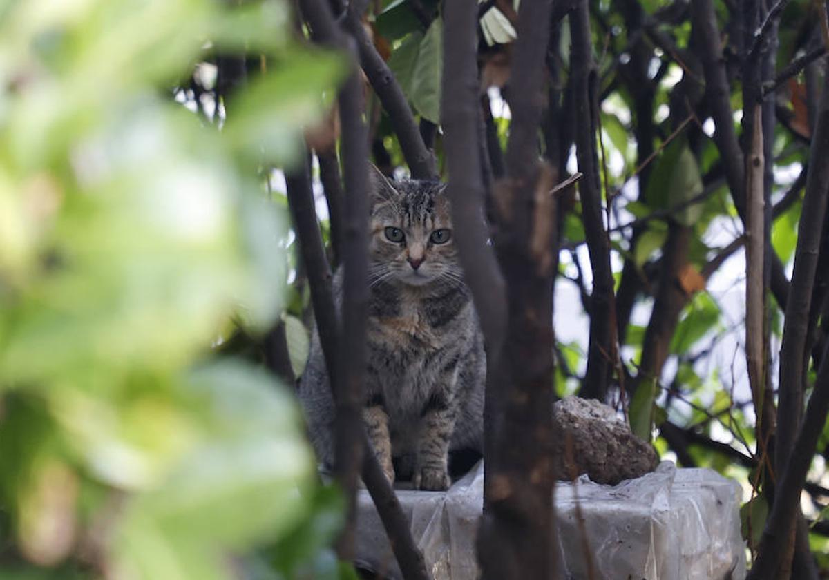 Uno de los gatos de la colonia, entre los setos del parque.