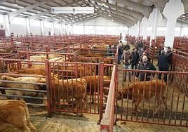 Imagen del mercado de ganados celebrado este lunes.