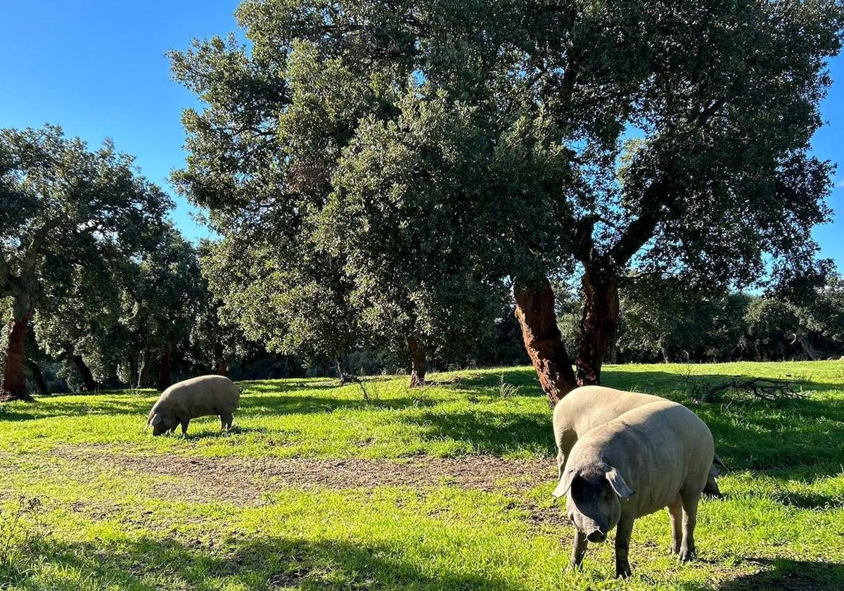 Cerdos aprovechando la montanera en Salamanca.