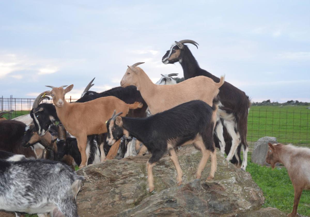 Cabras subidas a una roca. La localidad con más ejemplares es Lagunilla.