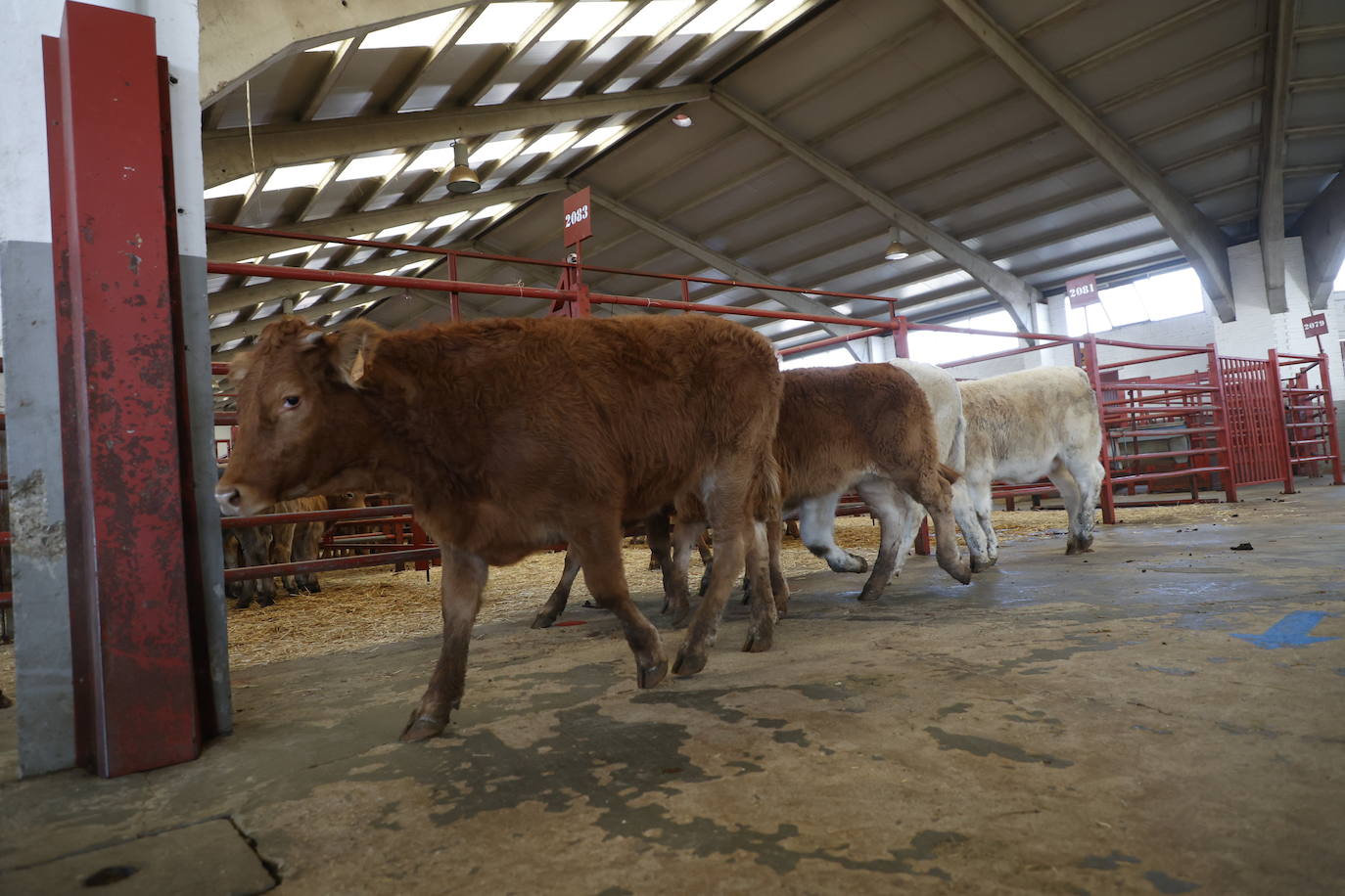 Dos terneros se &#039;escapan&#039; y protagonizan la anécdota en el mercado