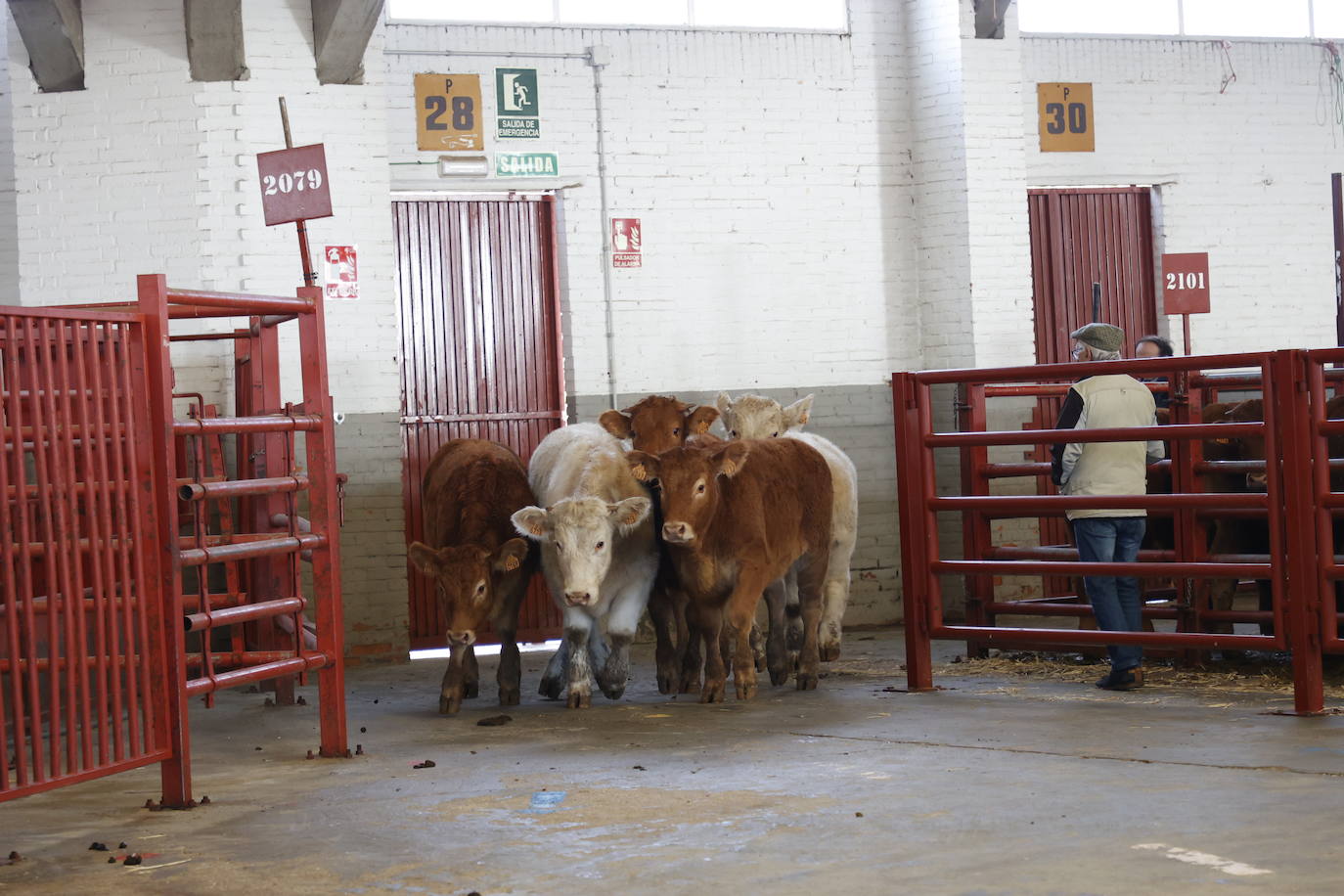 Dos terneros se &#039;escapan&#039; y protagonizan la anécdota en el mercado