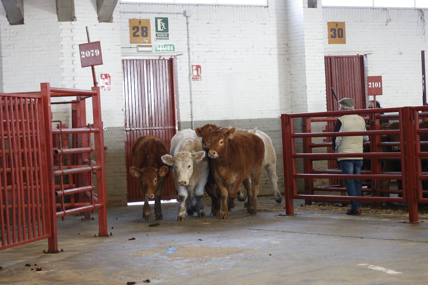 Dos terneros se &#039;escapan&#039; y protagonizan la anécdota en el mercado