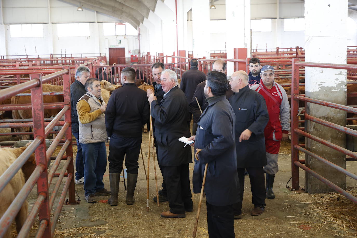 Dos terneros se &#039;escapan&#039; y protagonizan la anécdota en el mercado