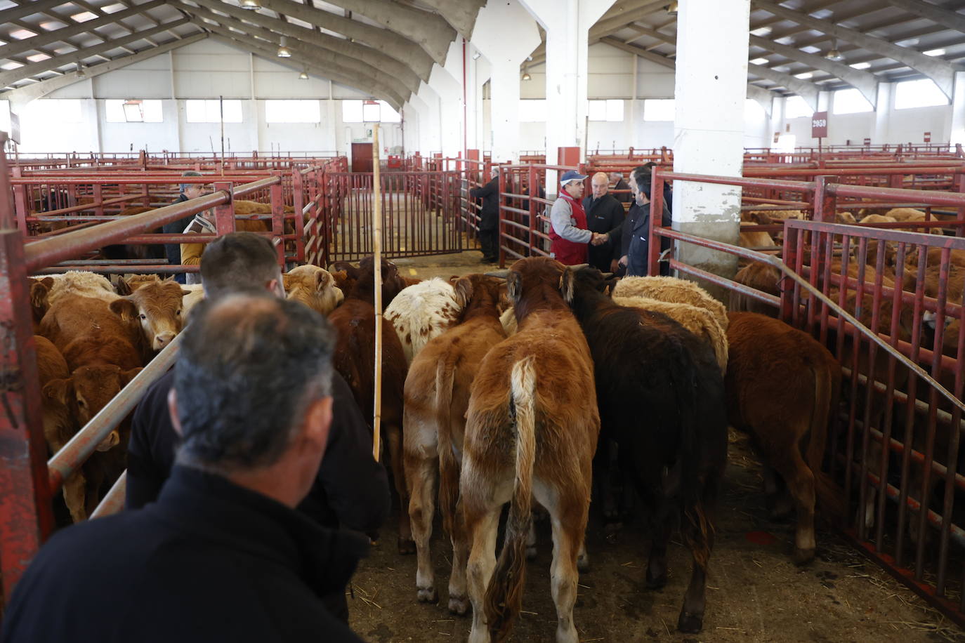 Dos terneros se &#039;escapan&#039; y protagonizan la anécdota en el mercado