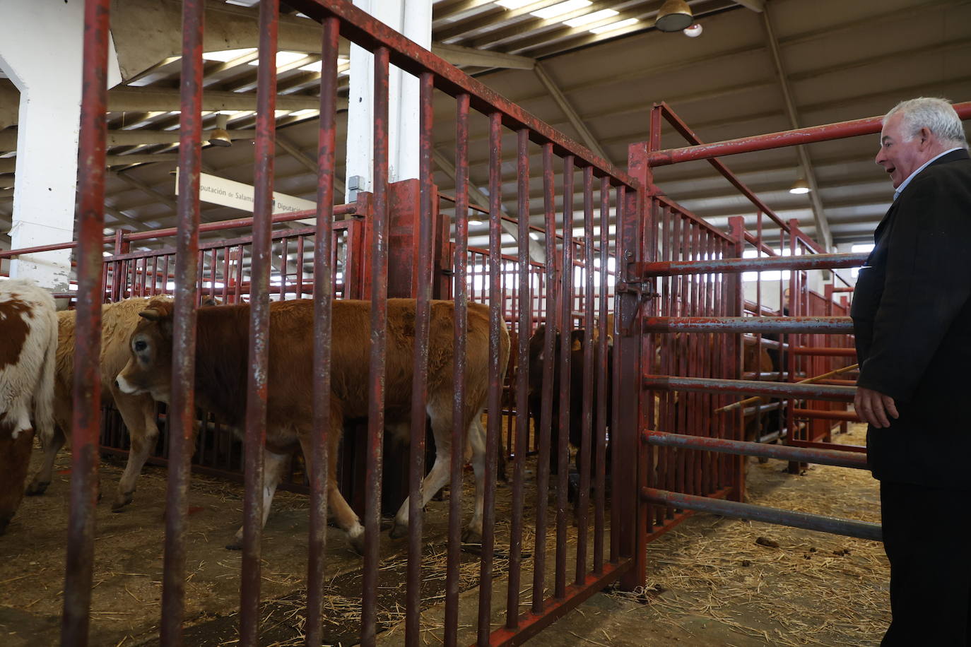 Dos terneros se &#039;escapan&#039; y protagonizan la anécdota en el mercado