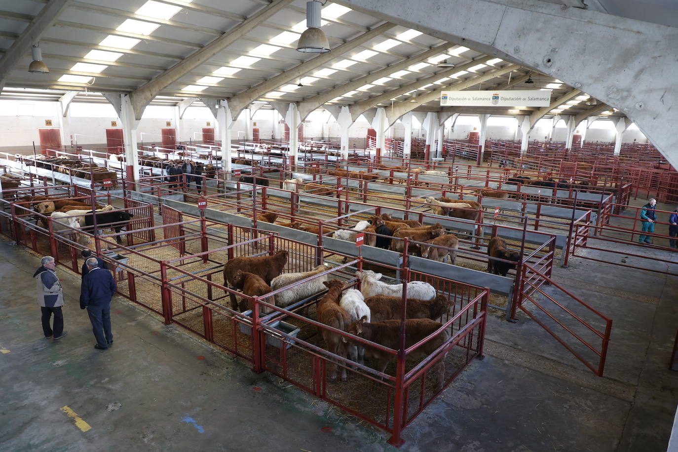 Dos terneros se &#039;escapan&#039; y protagonizan la anécdota en el mercado