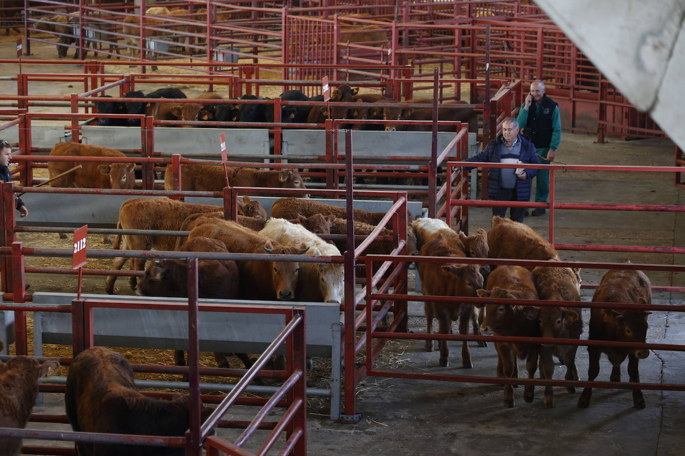 Dos terneros se &#039;escapan&#039; y protagonizan la anécdota en el mercado