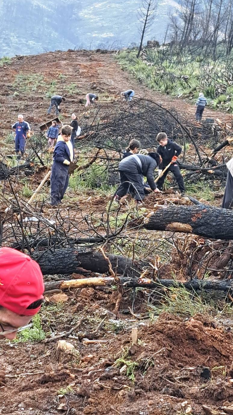 Monsagro repuebla dos hectáreas de la zona del incendio con castaños