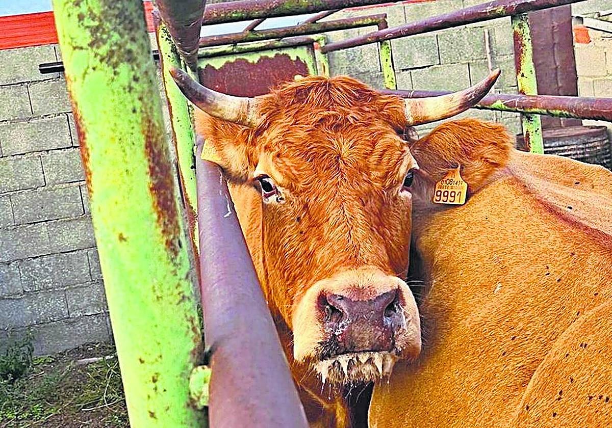 Una vaca con EHE en una explotación salmantina.