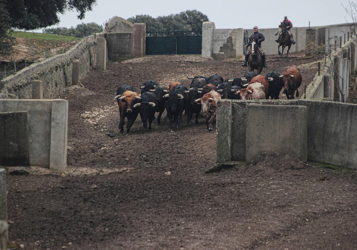 Mayoral y Vaquero corriendo los toros de 2024 por los alares del embarcadero que se incluye en el corredero.