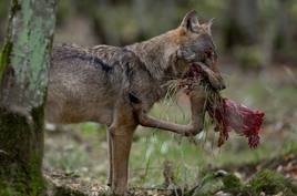 Un lobo alimentándose