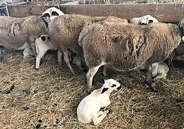 Varias ovejas con sus corderos.