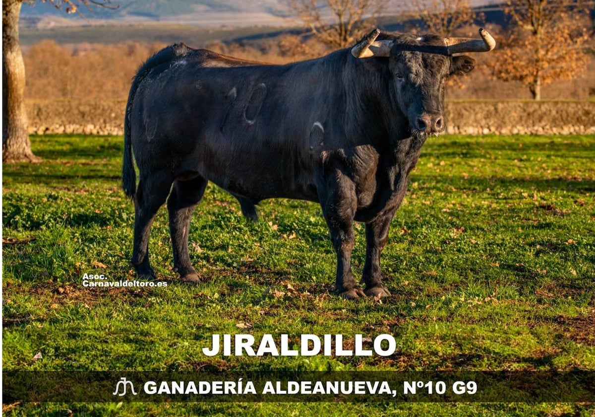 «Jiraldillo», de la ganadería Aldeanueva, decimotercer «Toro del Antruejo»