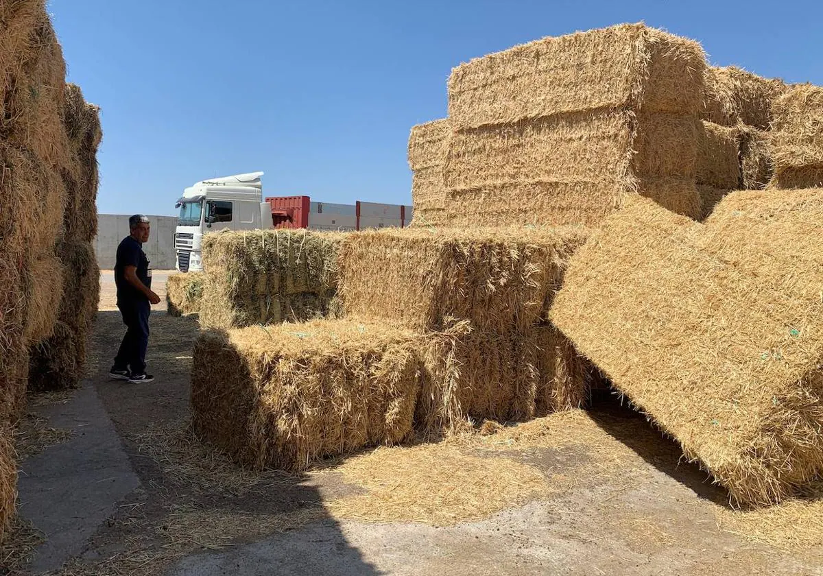 El ramón de encina, sustituto de la paja para el ganado | La Gaceta de  Salamanca