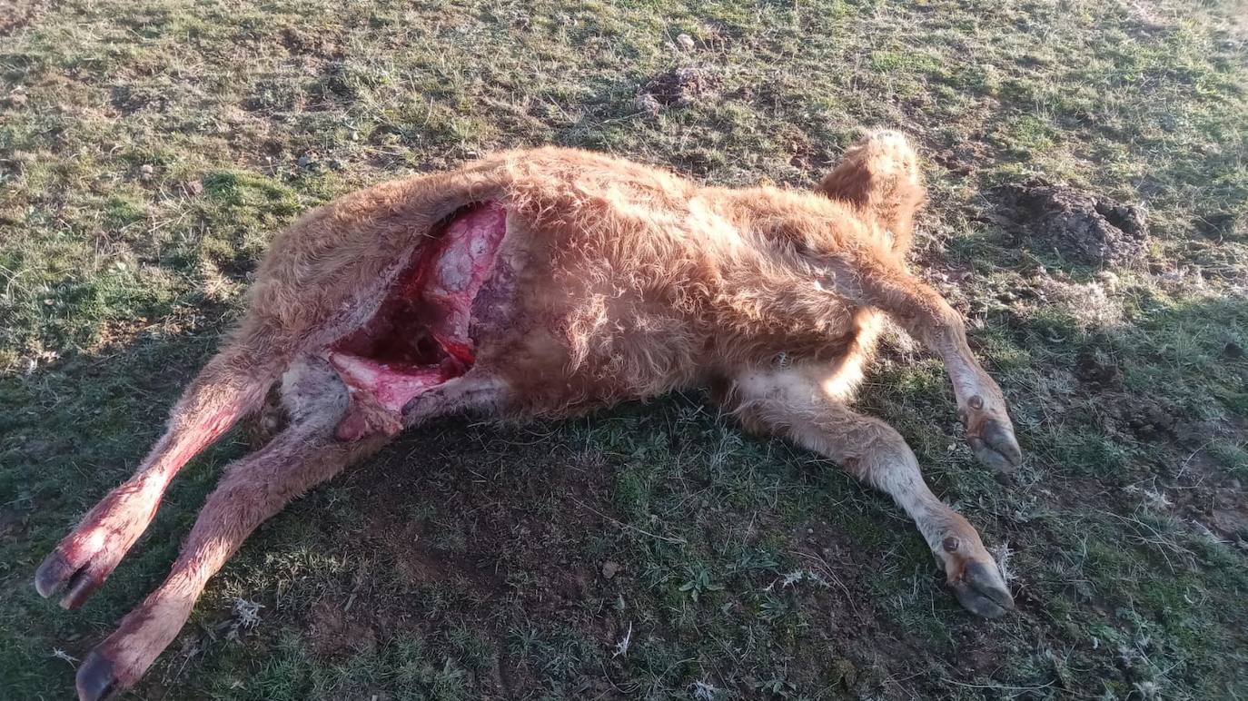 Ataque de un lobo a una ganadería de Horcajo.