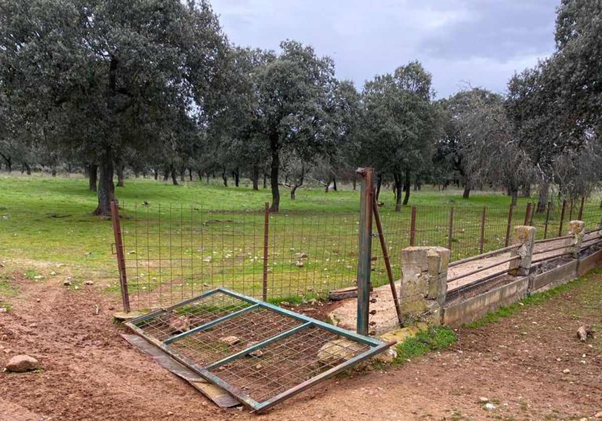 Daños en la finca de Aldeatejada tras el robo de los animales.