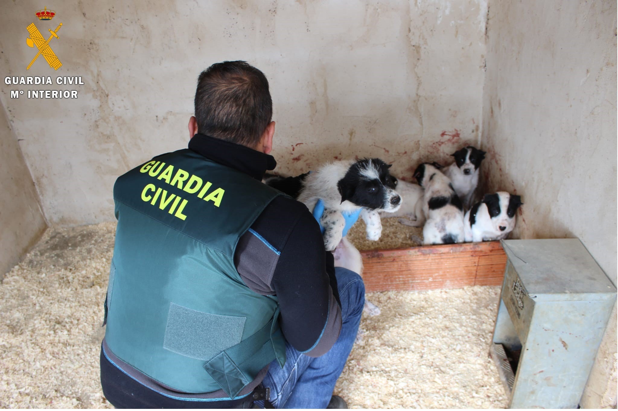 Investigan en Segovia a una persona por cortar las orejas y el rabo a unos perros de caza.