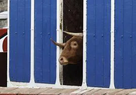 Un toro de La Ventana del Puerto en el desenjaule de Salamanca.