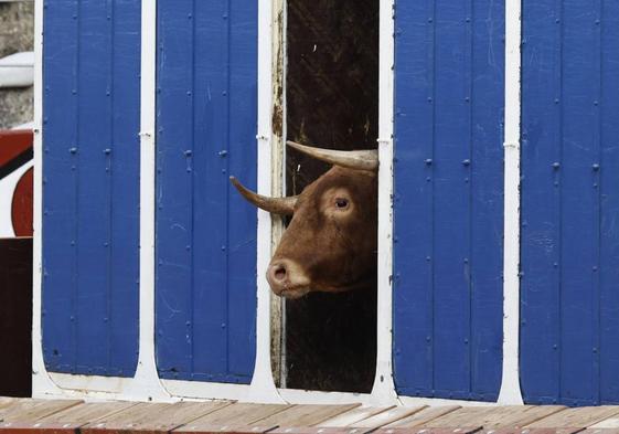 Un toro de La Ventana del Puerto en el desenjaule de Salamanca.