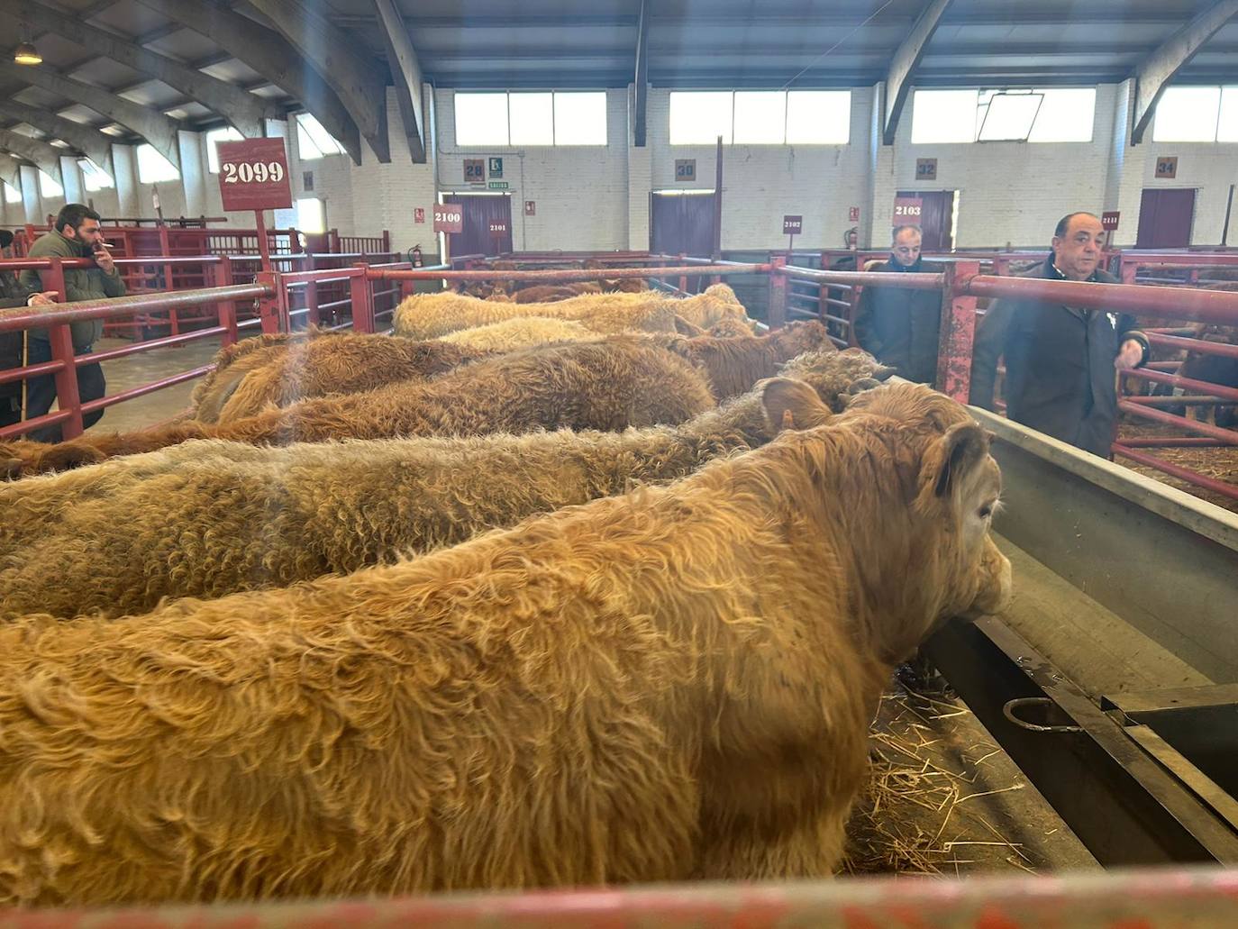 Ganado en el reciento de la Diputación de Salamanca