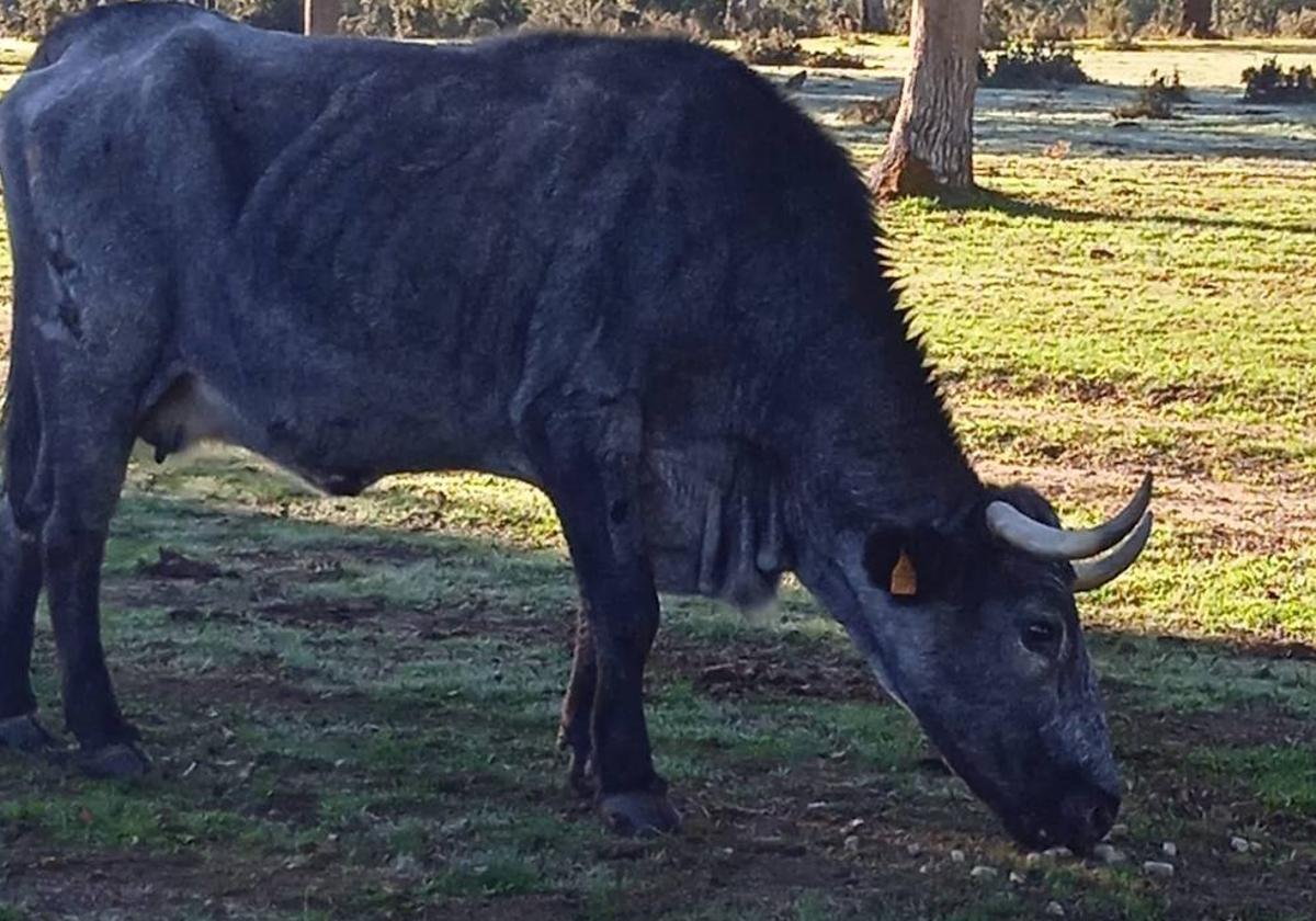 Vaca muy delgada por la EHE.