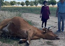 Una vaca muerta por EHE.