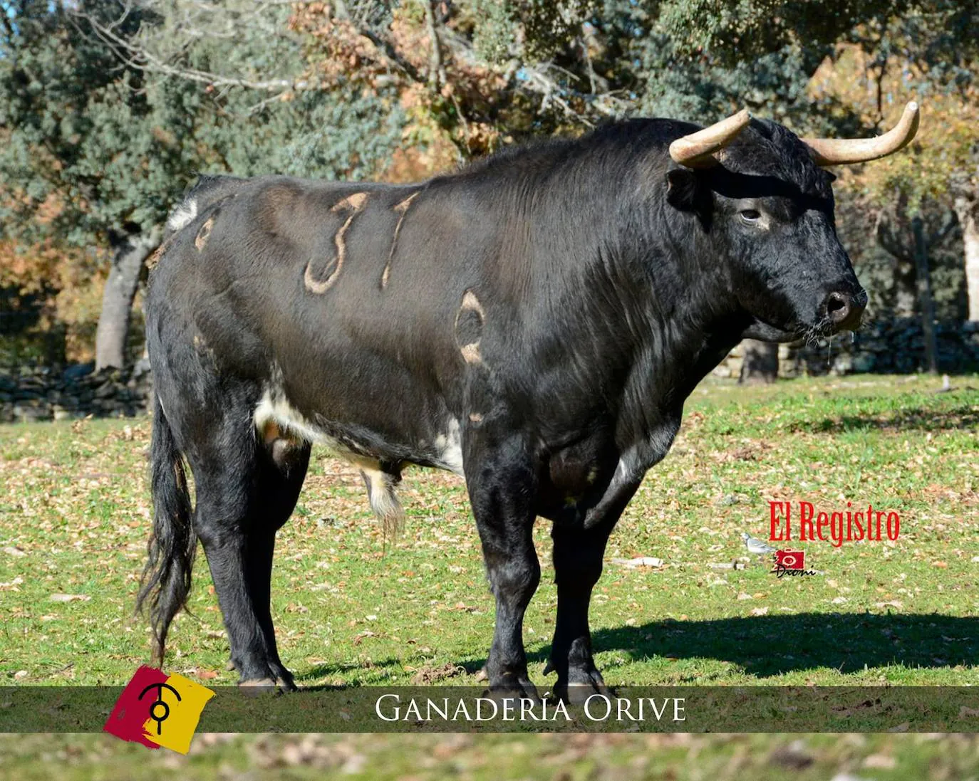 Estos Son Los Astados Protagonistas Del Carnaval Del Toro 2024 La   Toros16 