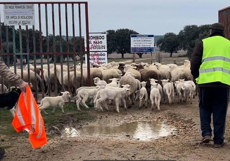 Cerrado uno de los parques favoritos de los salmantinos… por las ovejas